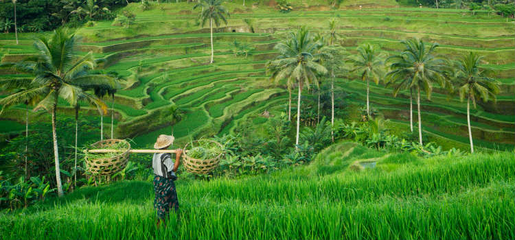new holiday destinations 2020 ubud rice farmer
