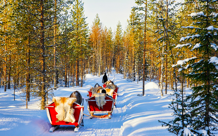 Sleigh - things to do in Lapland 