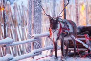 Things to do in Lapland header