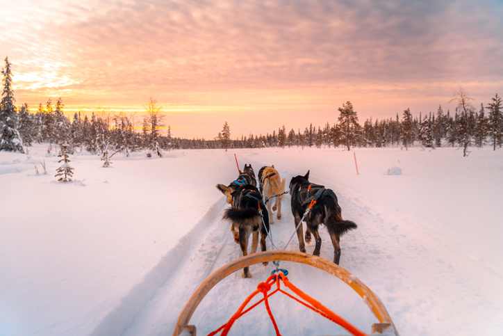 Husky ride - things to do in Lapland