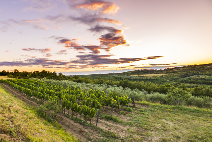 Sunset at a idyllic vineyard - things to do in Istria