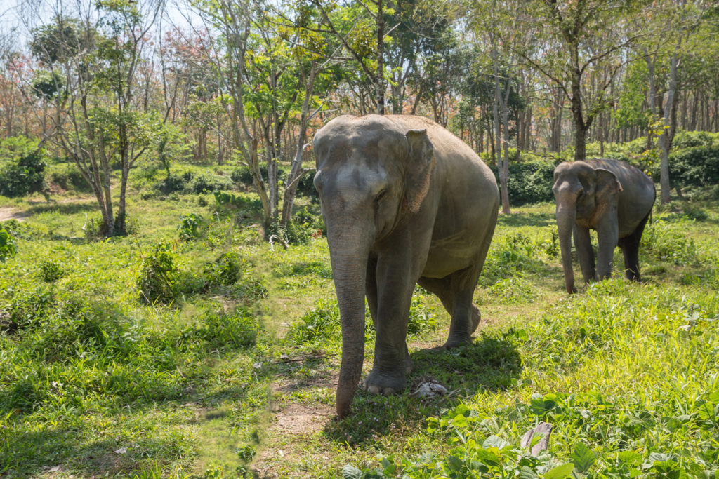 Elephant sanctuary