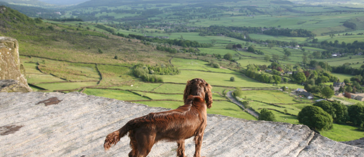 Dog friendly cottages UK header