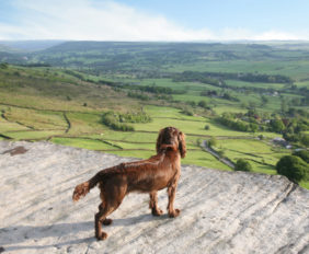 Dog friendly cottages UK header