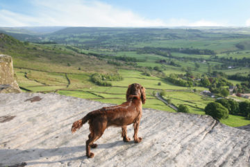 Dog friendly cottages UK header